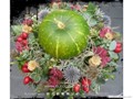 euroarthk-flower-2112